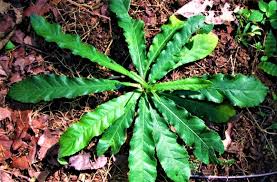 Bunga tapak dara vinca shocking pink import tegak. Daun Tapak Liman Tanaman Liar Yang Mampu Obati Kanker Diabetes Hepatitis Batuk Dan Diare Watyutink
