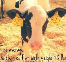 The remaining cuts of meat commonly weigh in at 20 to 30 percent of the original weight of the living cow. Pin On Facts About Cows