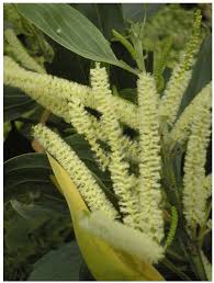 Image result for Acacia mangium