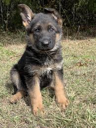 The german shepherd is a large, highly intelligent working dog. Gavin Vom Nevadahaus Nevada Haus German Shepherd Puppies