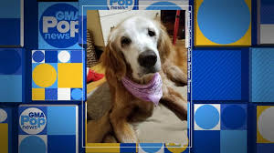 Check spelling or type a new query. Meet Augie A 20 Year Old Golden Retriever Video Abc News