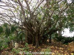 Image result for Ficus lutea