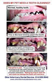 Your veterinarian will be able to provide you with a more individualized estimate. How Much Does A Teeth Cleaning Cost For A Dog Dogwalls