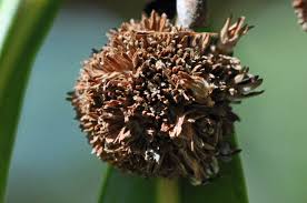 Image result for Breonadia