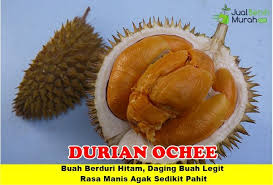 Daging dari durian duri hitam ini memiliki warna kuning keemasan, teksturnya yang lembut tidak berserat, daging tebal. Grosir Bibit Durian Duri Hitam Kaki 3 Buah Daging Hitam