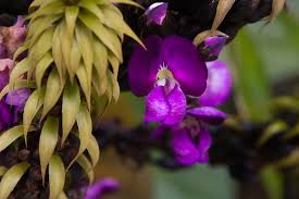 Image result for Macropsychanthus