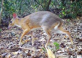 Mouse deer feed on fallen fruits, tender shoots, young leaves and fungi found along the ground and in the low, dense vegetation they inhabit. Scientists Thought This Fanged Cat Sized Deer Was Gone For Good Now It S Been Found Again In Vietnam Smart News Smithsonian Magazine