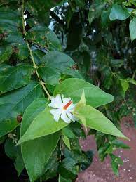 Prajkta Parijat Flower Morning Dew Pretty Flowers Wonderful Flowers Flower Decorations
