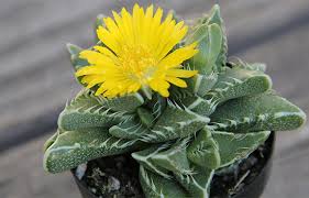 Green succulent with yellow flowers. 44 Types Of Succulents With Pictures Succulent Plants Flower Glossary