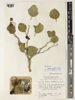 Image result for Capparis cartilaginea