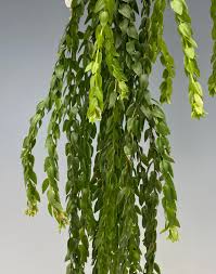 Image result for Huperzia bampsiana