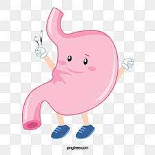 การ ต นท องอว ยวะ ระบบทางเด นอาหาร การ ต น อาหารภาพ png และ psd สำหร บดาวน โหลดฟร การ ต น ภาพประกอบ