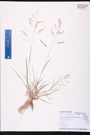 Image result for Eragrostis unioloides