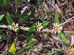 Image result for Marsdenia