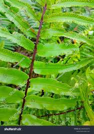 Image result for Microlepia speluncae