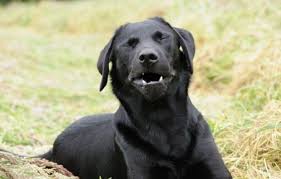 Another way to tell if your furry friend is cold is to feel his ears and body temperature. How To Tell If Your Dog Has A Cold