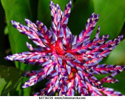 Pin On Unusual Rare Flowers Plants