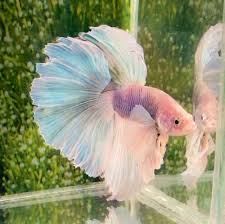 Pin On Beautiful Betta Fish