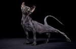 Sphynx cat - Wikipedia