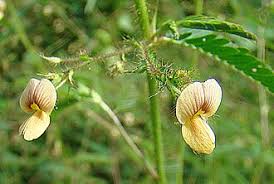 Image result for Aeschynomene uniflora