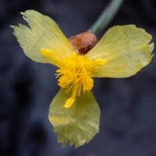 Image result for Xyris anceps