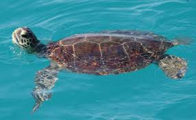 Hawksbill turtles have several features that distinguish them from other species of sea turtle. Green Turtle Caribbean Coral Reef Food Web Inaturalist