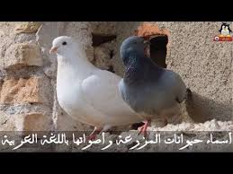 أسماء حيوانات المزرعة وأصواتها باللغة العربية أسماء الحيوانات و أصواتها أصوات الحيوانات Youtube Profile Dp Whatsapp Dp Images Image