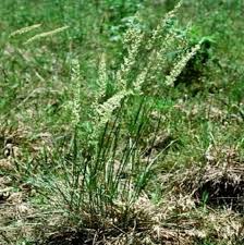 Image result for Koeleria