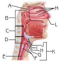 Respiratory System Lab Flashcards Quizlet