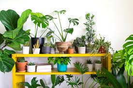 They range from large pots to small pots, so you are sure to find the perfect pot, planter, urn, water feature, statue or bowl when you visit us online or at our no matter how small or how big your project is, potsonline have you covered, and can arrange delivery australia wide. Get Your Green Thumb Out With These Adelaide Indoor Plant Stores Adelady