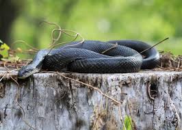 If conditions are right, females may lay two clutches of eggs per year. Crow S Nest Black Rat Snake Natural Lands