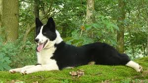 Image result for karelský medvědí pes