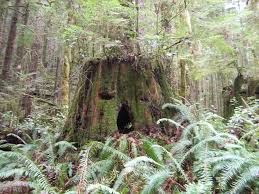 Image result for Leptonychia