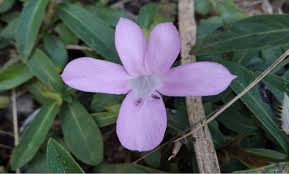 Image result for Barleria cristata