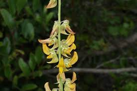 Image result for Crotalaria vasculosa