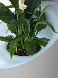 L Art De Purifier L Air Planten Kunst