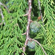 Image result for Cupressus funebris