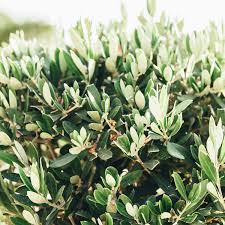 Image result for Olea