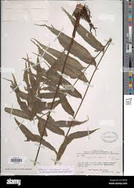 Image result for Asplenium anisophyllum