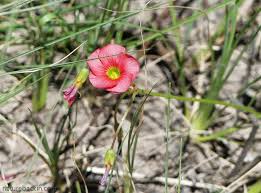 Image result for Oxalis semiloba