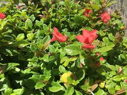 Image result for Barleria