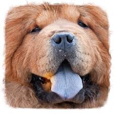 Currently the iptv service is sponsoring 2 packages for its users. Amazon Com Best Dog Names Appstore For Android