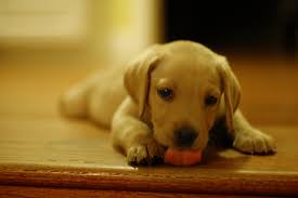 4 Weird Things Your Dog Is Licking And Why