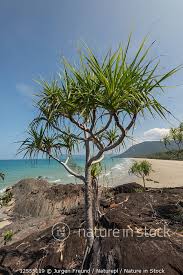 Image result for Pandanus sp. A
