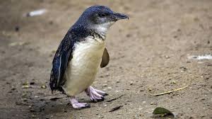 Welchen einzigartigen lebenwesen sie dort begegnen, zeige ich ihnen heute. Wilderer Stehlen Zwergpinguine In Neuseeland Ein Tier Stirbt Stern De