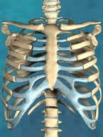 The ribs are a set of 12 pairs bones which form the protective 'cage' of the thorax. The Ribs
