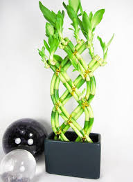 Bamboo plants, with their sturdy stances, asian charm, and remarkable ability to grow quickly, enhance the look of any garden. Braided Lucky Bamboo Plant Loves Bathrooms