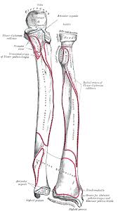 Lessons on the skeletal system (upper limb, lower limb, skull, vertebrae, rib, and sternum bones). 15 Bones Of The Arm Ideas Human Anatomy Bones Anatomy