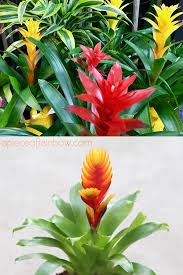 Pictures of tropical house plants. 12 Best Air Purifying Indoor Plants You Won T Kill A Piece Of Rainbow
