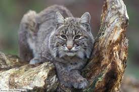 Maybe you would like to learn more about one of these? Wild Cats Of North America All North American Cats List Pictures Facts